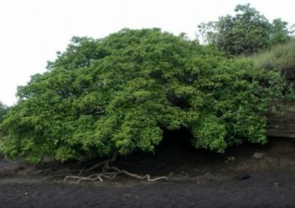 ما هي أخطر شجرة في العالم ؟