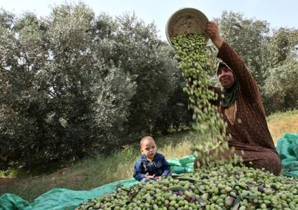 الزراعة تحدد موعد بدء قطف الزيتون في محافظات الوطن
