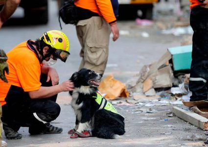 كلب يسجل نجاحا باهرا بالعثور على مفقودين في انفجار بيروت