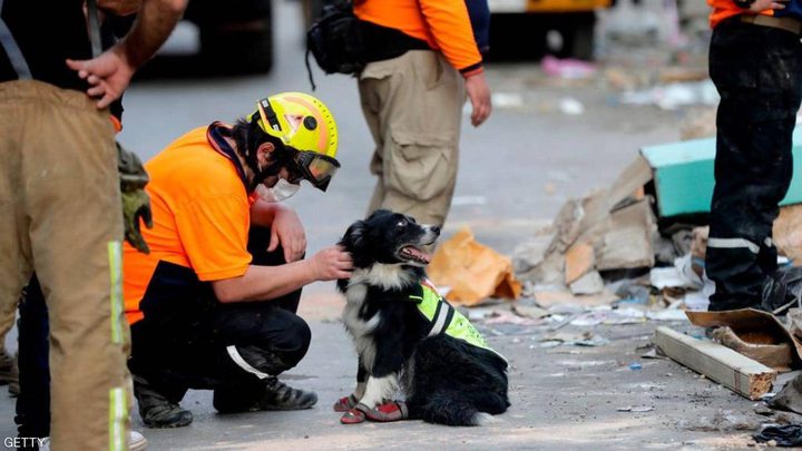 كلب يسجل نجاحا باهرا بالعثور على مفقودين في انفجار بيروت