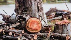 رجل ينجو بأعجوبة بعد أن علق تحت شجرة لمدة 4 أيام