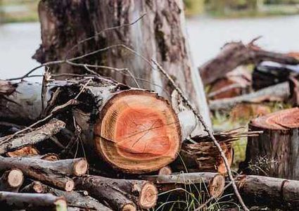 رجل ينجو بأعجوبة بعد أن علق تحت شجرة لمدة 4 أيام