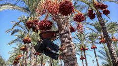 غزة على موعد مع جني ثمار البلح.. فكيف يكون موسمه في ظل كورونا؟