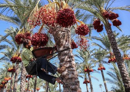 غزة على موعد مع جني ثمار البلح.. فكيف يكون موسمه في ظل كورونا؟