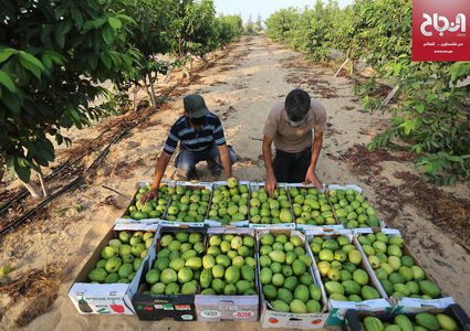 موسم قطف فاكهة الجوافة في مدينة خانيونس