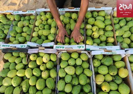 موسم قطف فاكهة الجوافة في مدينة خانيونس