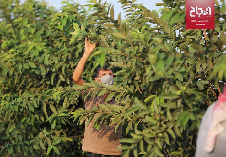 موسم قطف فاكهة الجوافة في مدينة خانيونس