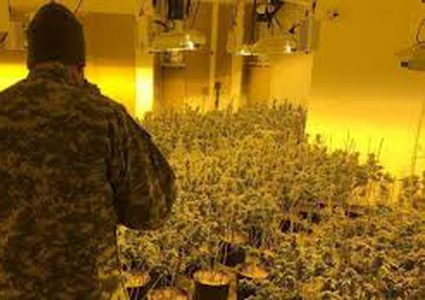 الأمن الوقائي: ضبط 393 شتلة مخدرات جنوب الخليل