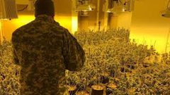 الأمن الوقائي: ضبط 393 شتلة مخدرات جنوب الخليل