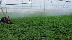 العابدي توجه نصائح للمزارعين لتفادي الخسائر في ظل ارتفاع الحرارة