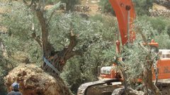 الاحتلال يقتلع 22 شجرة زيتون في رأس كركر غرب رام الله