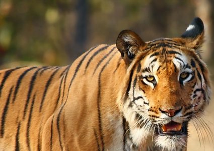شاهد نمر يقتحم مطعم في جنوب أفريقيا