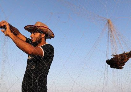 موسم صيد طائر السمان في قطاع غزة