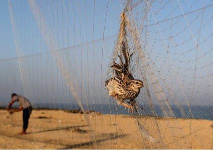 موسم صيد طائر السمان في قطاع غزة