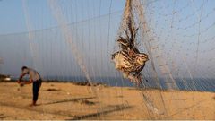 موسم صيد طائر السمان في قطاع غزة