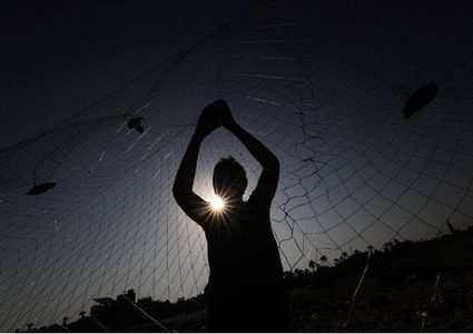 موسم صيد طائر السمان في قطاع غزة