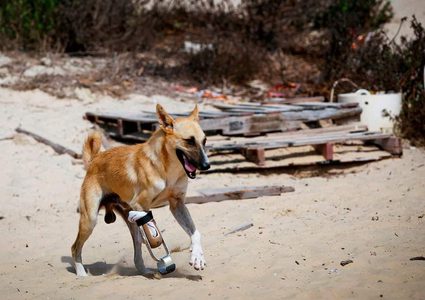 "الكلب بيلي"يحصل على طرف صناعي تم إنشائه من الأدوات البسيطة