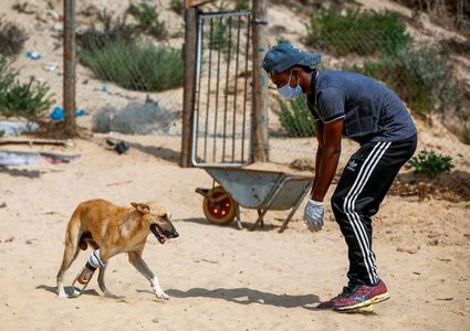 "الكلب بيلي"يحصل على طرف صناعي تم إنشائه من الأدوات البسيطة