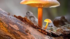 ما هي مميزات صناعة الجلد الصناعي من الفطر ؟