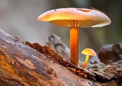 ما هي مميزات صناعة الجلد الصناعي من الفطر ؟