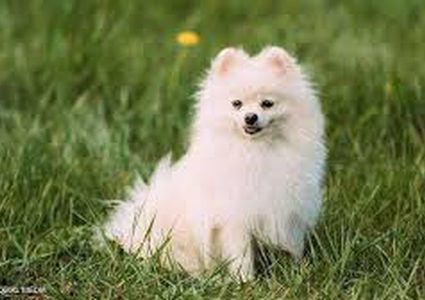 الأردن تسجل أول إصابة لـ"كلب" بفيروس كورونا