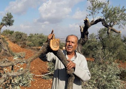 نابلس: مستوطنون يقطعون أشجار الزيتون في قرية الساوية