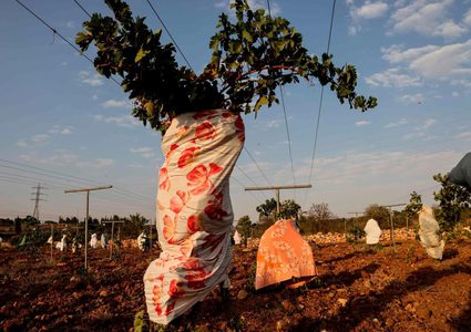 أشجار  عنب مغطاة بقطع قماش لحمايتها من موجة الحر في بيت لحم
تصوير : أ.ف.ب
