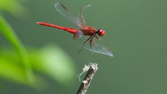 ميتشغان.. فيروس قاتل ونادر للغاية ينقله البعوض للبشر