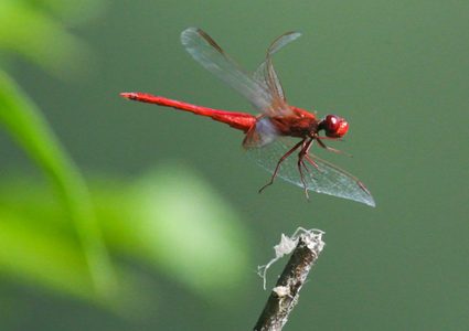 ميتشغان.. فيروس قاتل ونادر للغاية ينقله البعوض للبشر