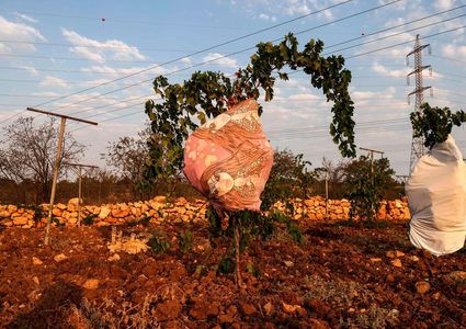 أشجار  عنب مغطاة بقطع قماش لحمايتها من موجة الحر في بيت لحم