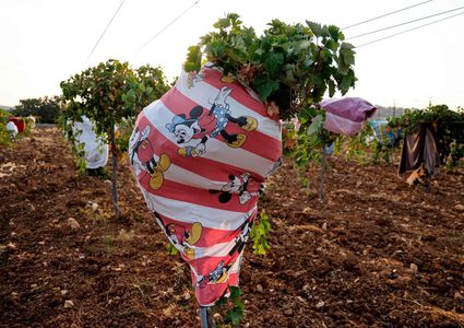 أشجار  عنب مغطاة بقطع قماش لحمايتها من موجة الحر في بيت لحم