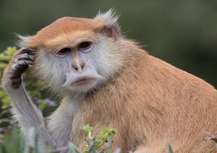 سويسرا تصوت على على اقتراح منح القردة "حقوقا أساسية" كالبشر