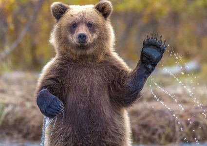 شاهد دب ضخم يتجول في شوارع مدينة روسية