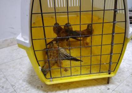 ضبط 4 طيور عوسق في بلدة فقوعة قرب جنين