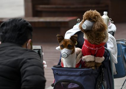 دراسة: فيروس كورونا ينتقل من البشر إلى الكلاب والقطط