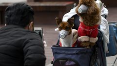 دراسة: فيروس كورونا ينتقل من البشر إلى الكلاب والقطط