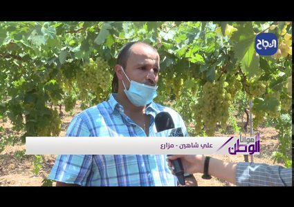 مديرية زراعة شمال الخليل تقدم خطة لمزارعي العنب لتحسين منتجاتهم