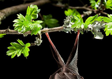 أبرز 8 معلومات مثيرة عن الخفافيش