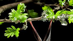 أبرز 8 معلومات مثيرة عن الخفافيش