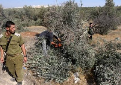 مستوطنون يقتلعون أشجار زيتون  ببلدة بديا غرب سلفيت