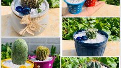 آية حمودي تحول حديقة منزلها لمشروع زراعي لاستكمال تعليمها الجامعي