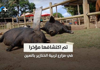 وباء جديد يهدد العالم من الصين .. انفلونزا الخنازير الجديدة