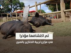 وباء جديد يهدد العالم من الصين .. انفلونزا الخنازير الجديدة