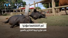 وباء جديد يهدد العالم من الصين .. انفلونزا الخنازير الجديدة