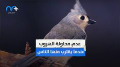 مرض غامض يفتك بالآلاف من طيور الحداد الأزرق في ألمانيا