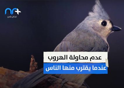 مرض غامض يفتك بالآلاف من طيور الحداد الأزرق في ألمانيا