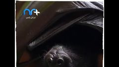 خزان الفيروسات .. ماذا تعرف عن عالم الخفافيش؟