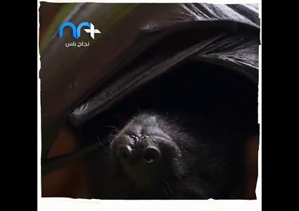 خزان الفيروسات .. ماذا تعرف عن عالم الخفافيش؟