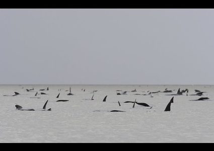 حيتان عالقة قبالة سواحل أستراليا