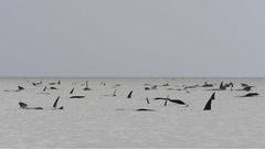 حيتان عالقة قبالة سواحل أستراليا